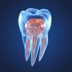 How Oral Surgery is Used to Benefit Your Long-Term Oral Health 5 3d renderings of endodontics inner structure